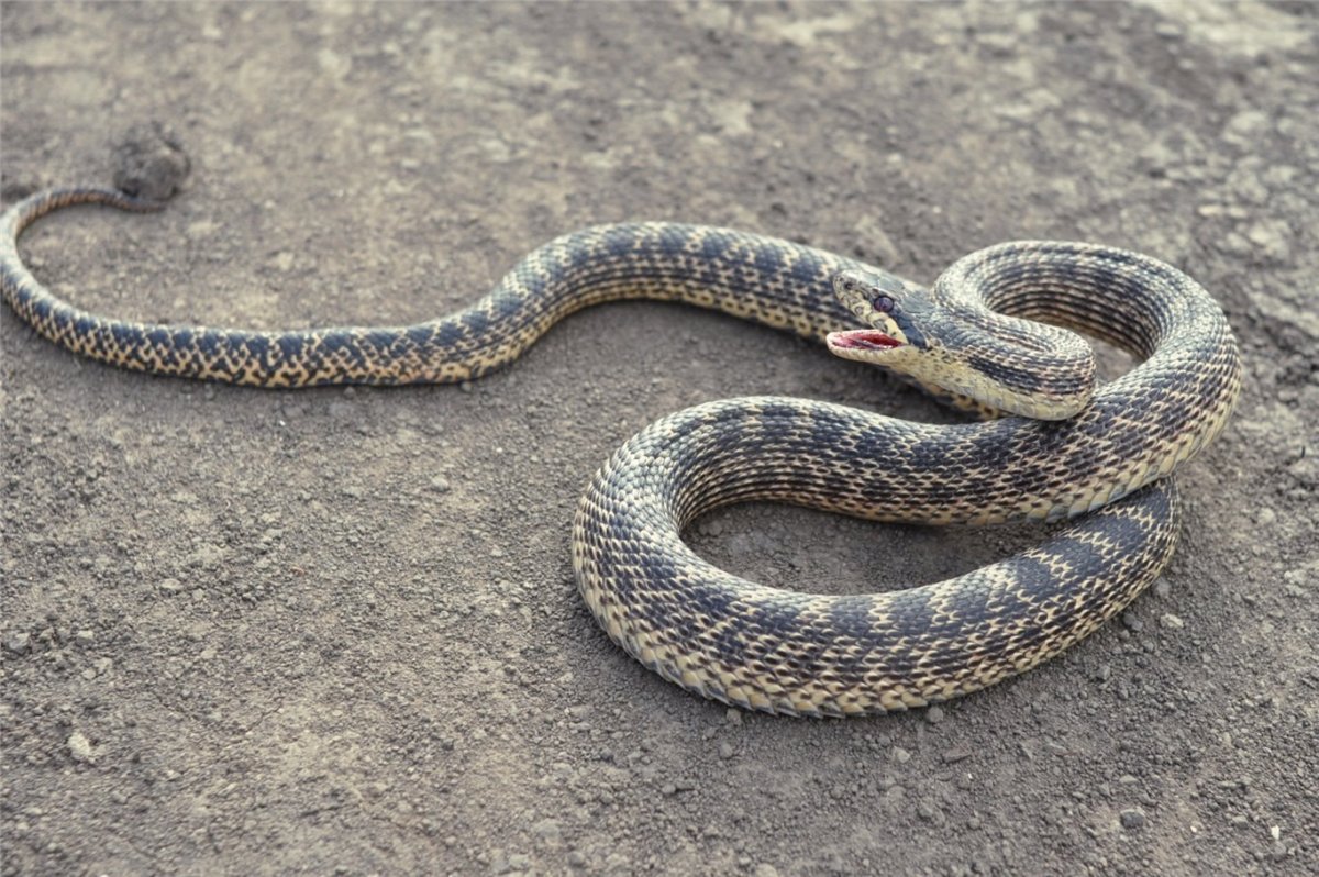 Четырехполосый полоз