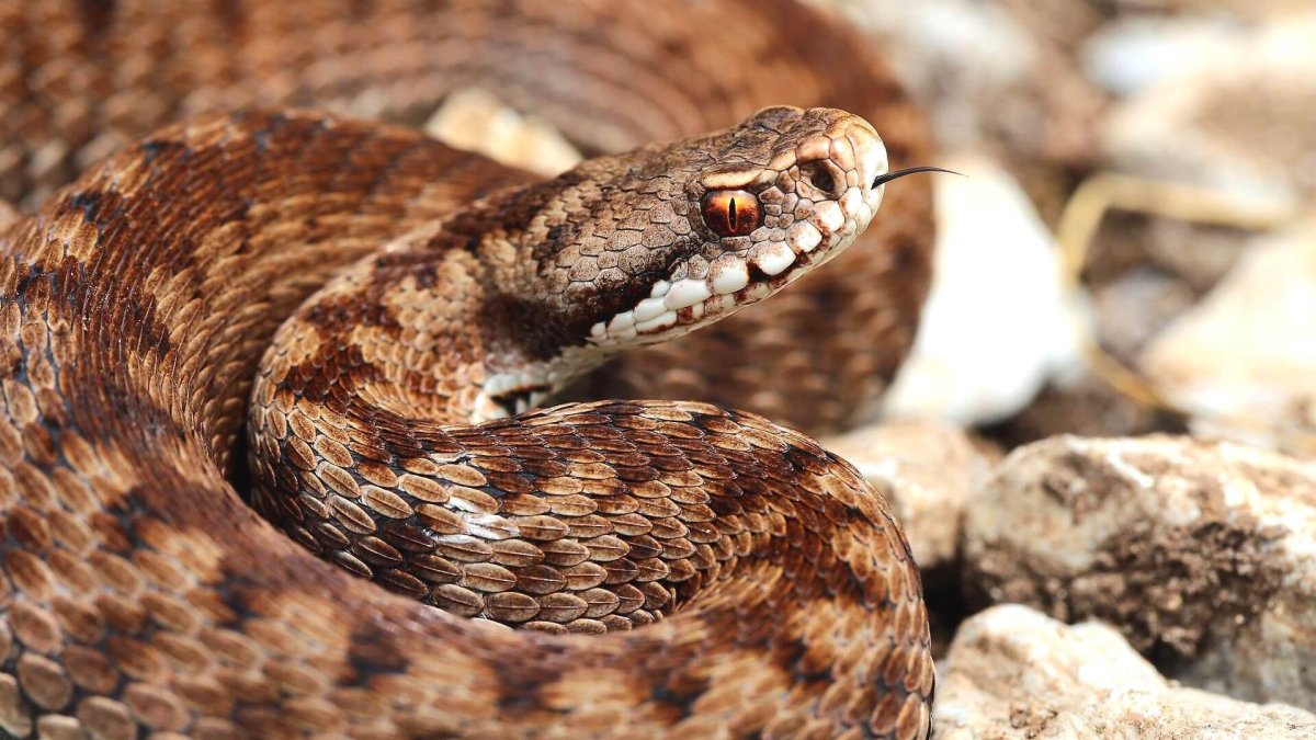 Щитомордник змея Дальневосточный