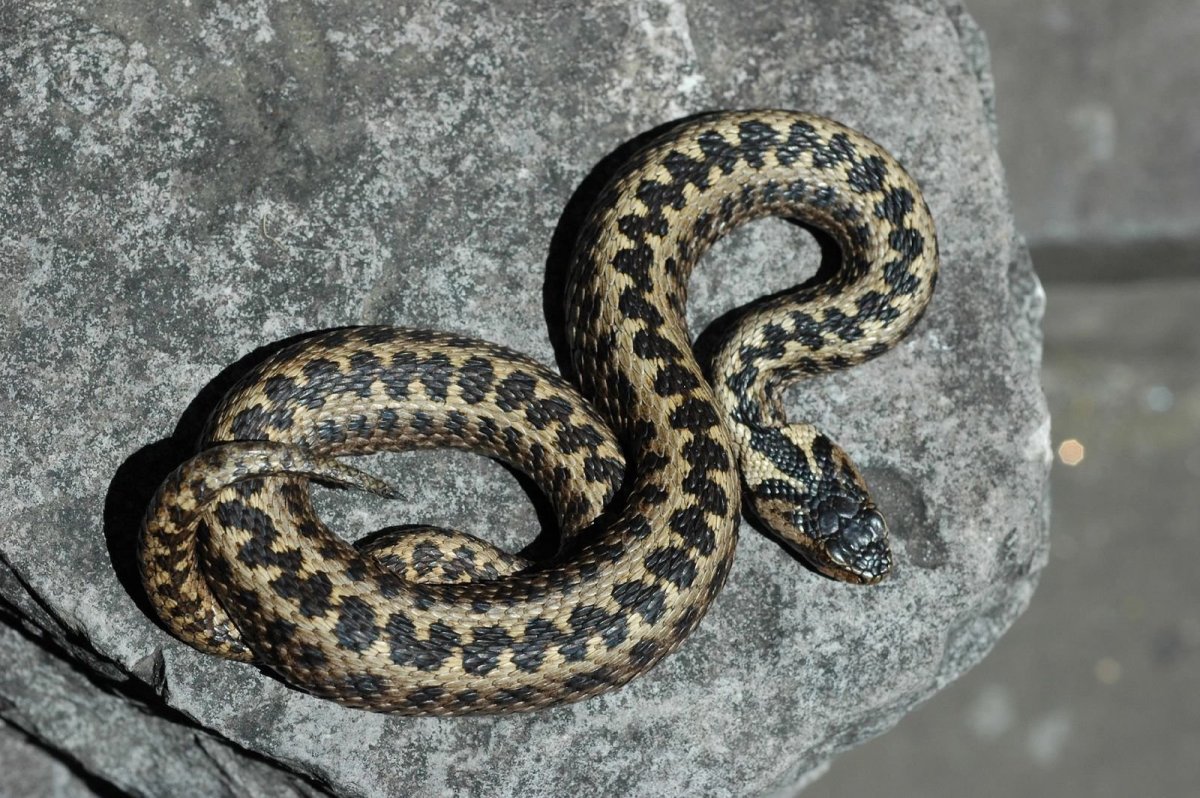 Змея шахматная гадюка