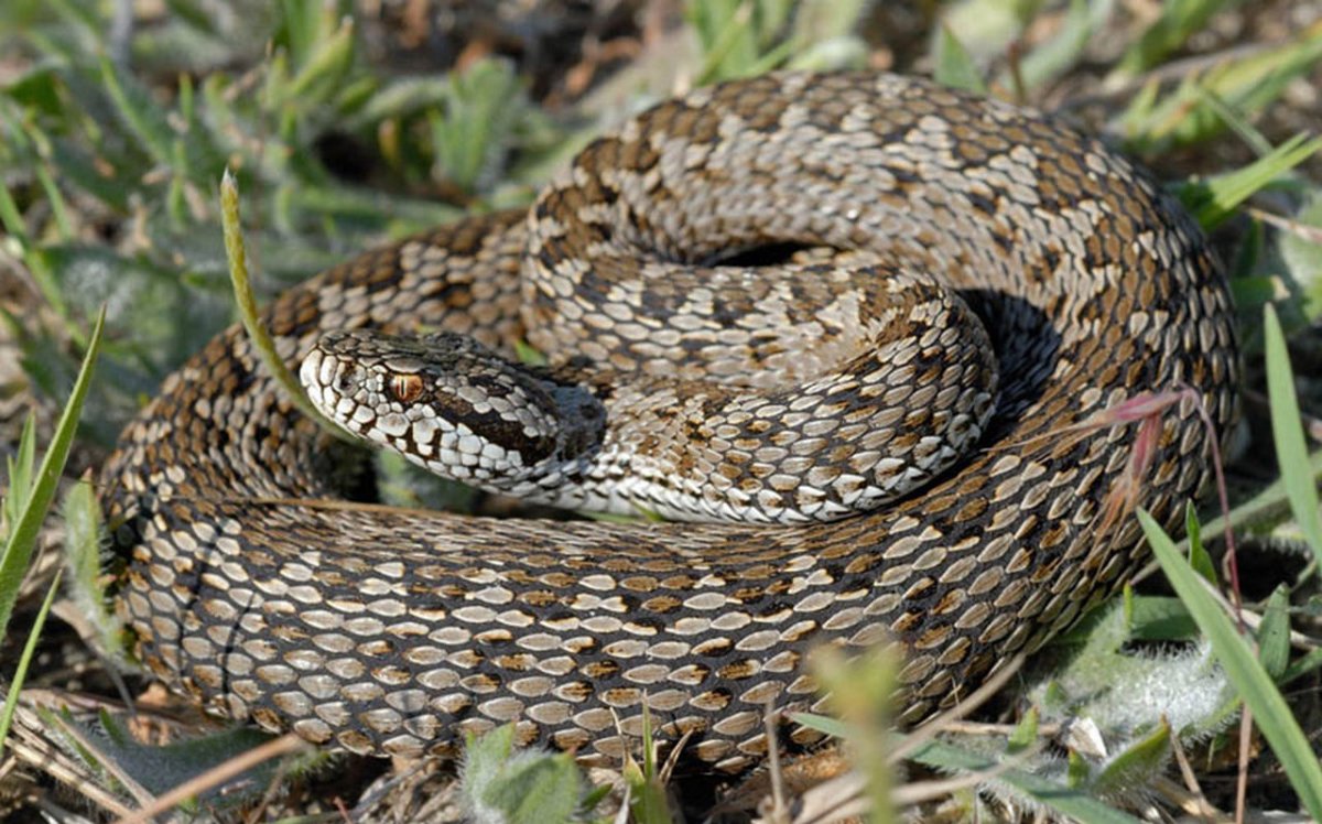 Узорчатый полоз гадюка