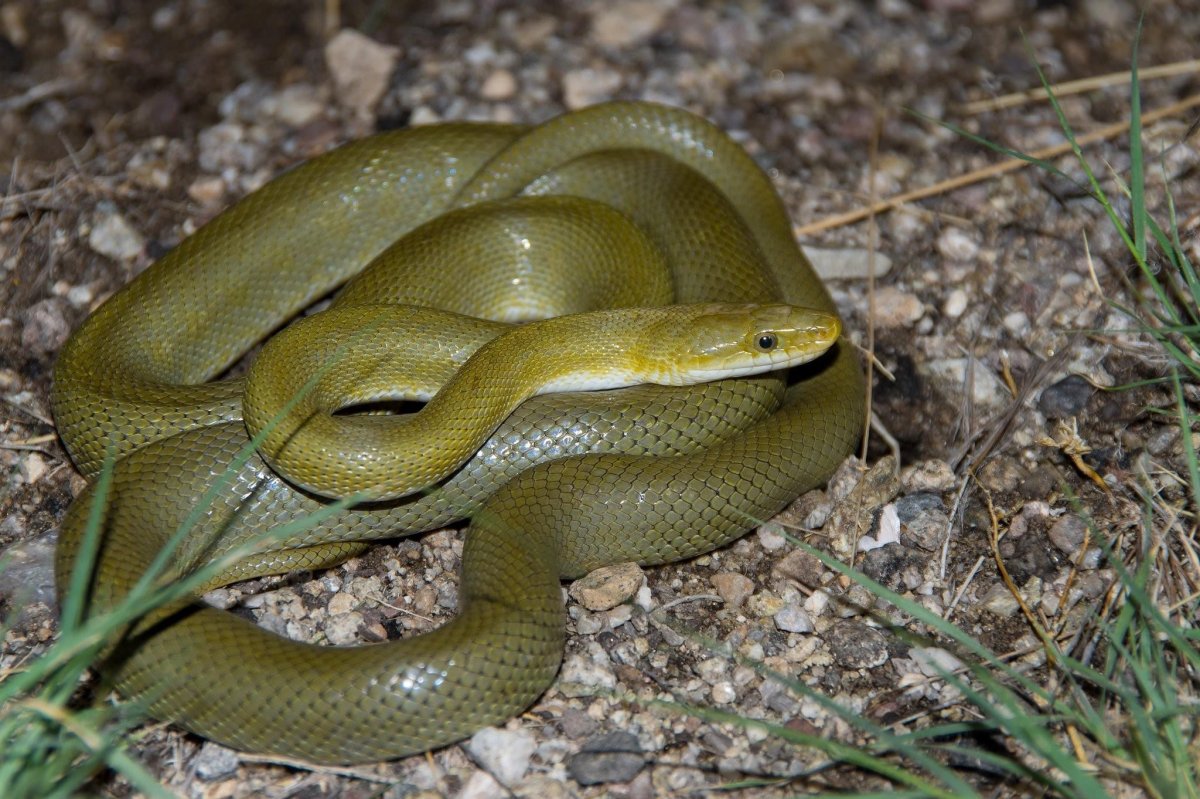 Смарагдовый полоз