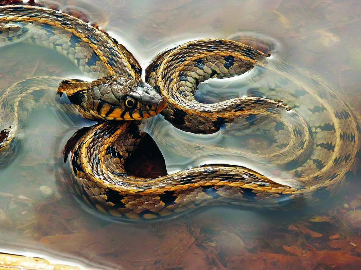 Колхидский уж