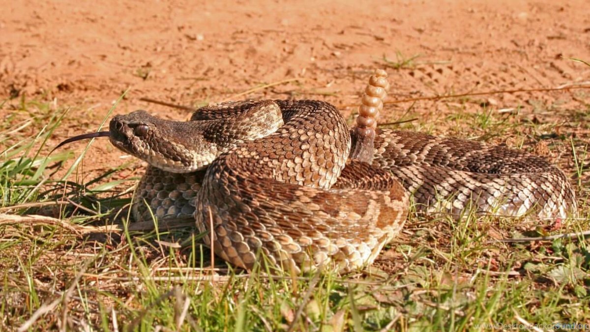 Техасский гремучник змея