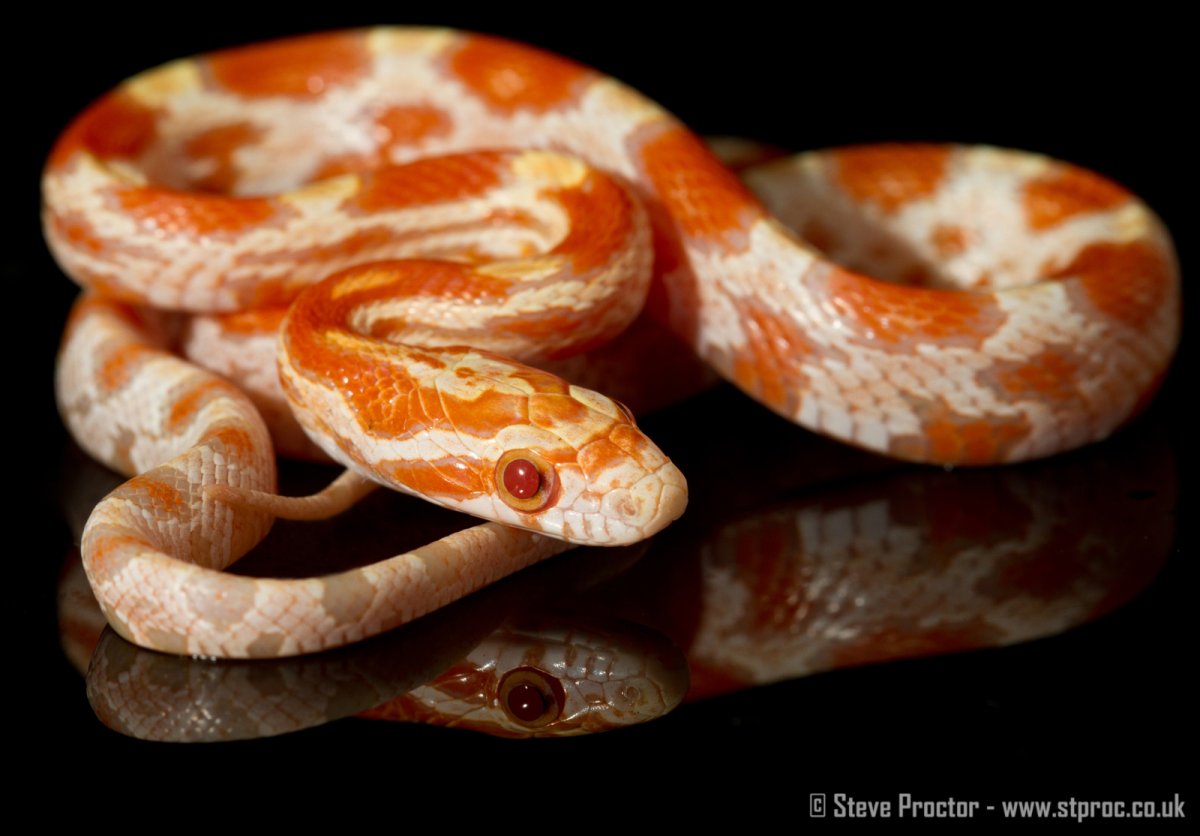 Pantherophis guttatus Bloodred