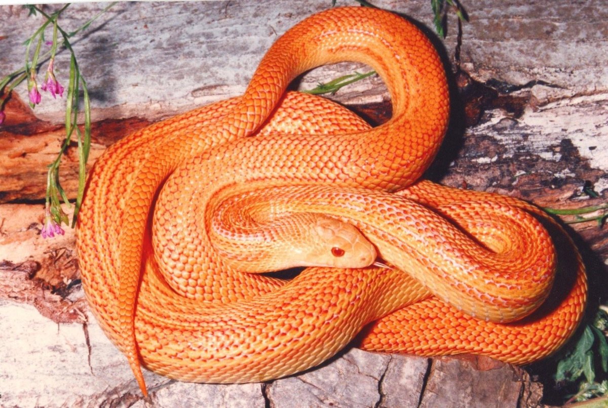 Оранжевый полоз змея