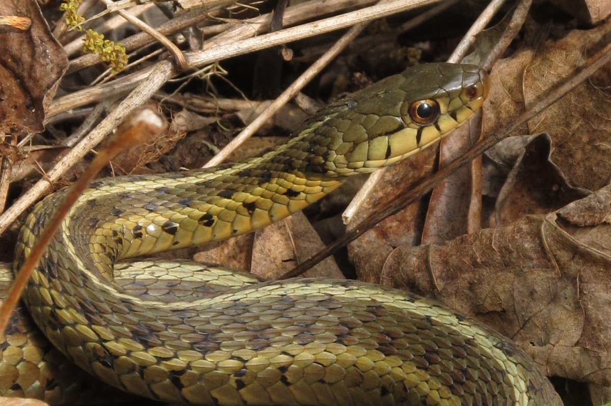 Полоз Словински