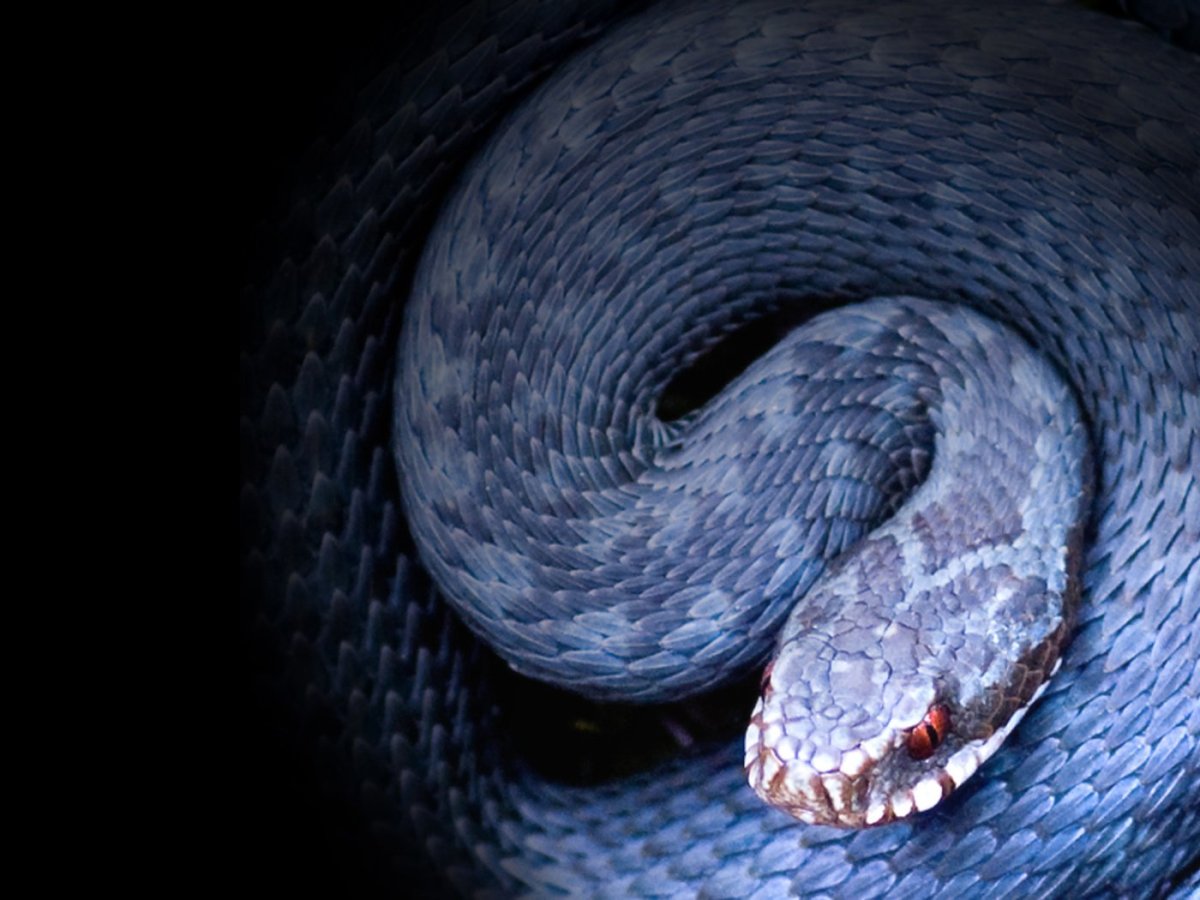 Черный Аспид змея