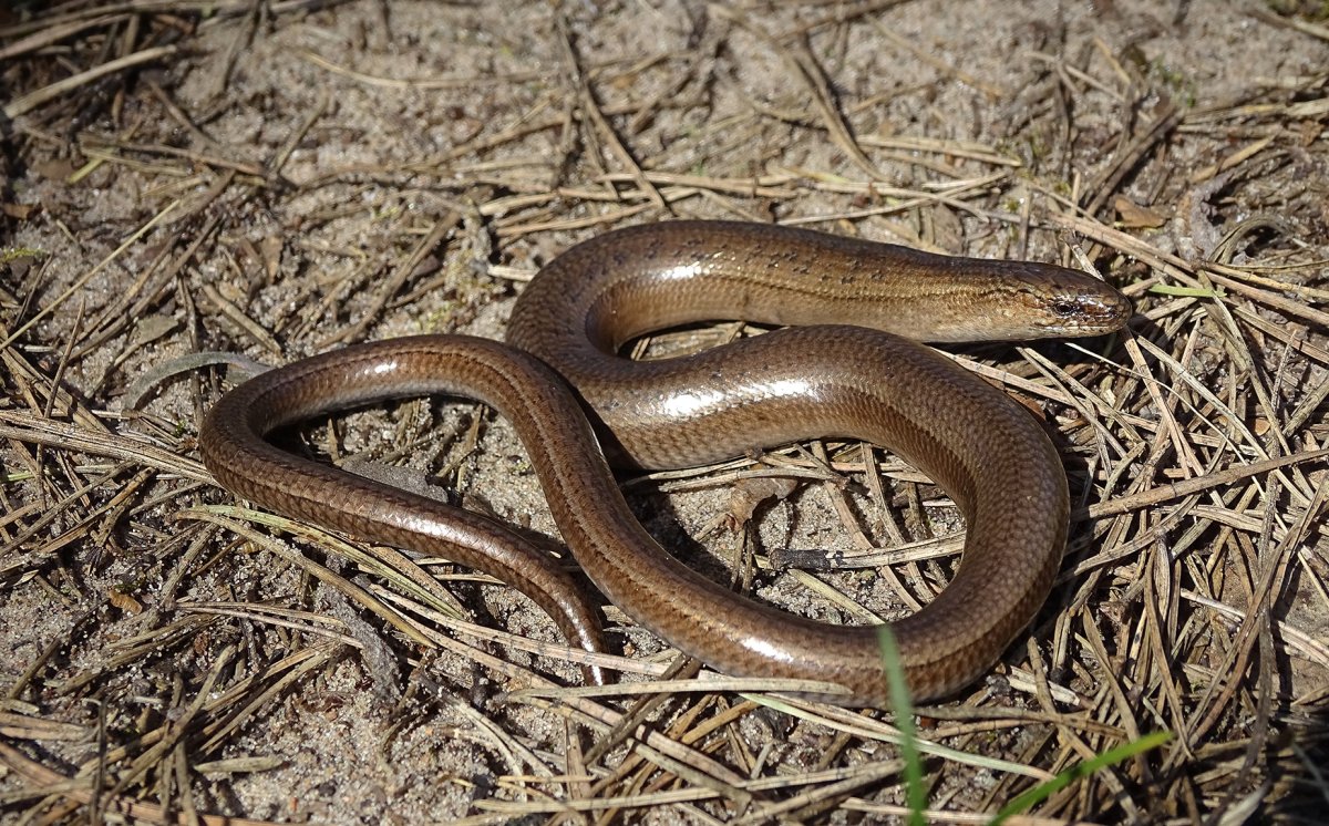Веретеница ломкая ящерица