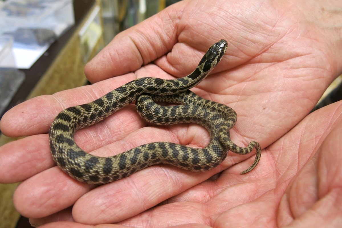 Полоз узорчатый змея