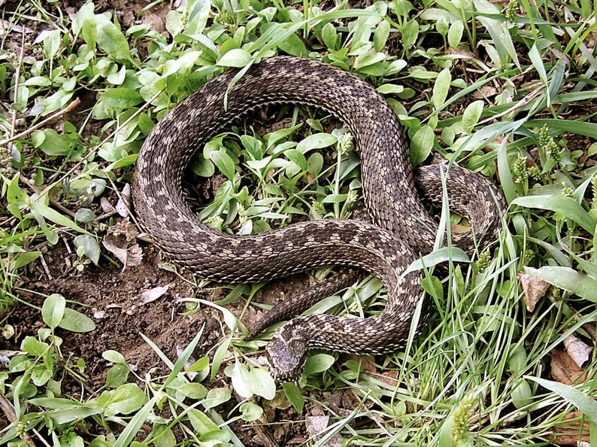 Гадюка Степная Крымская