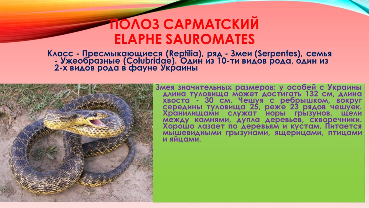 Сарматский полоз Elaphe Sauromates