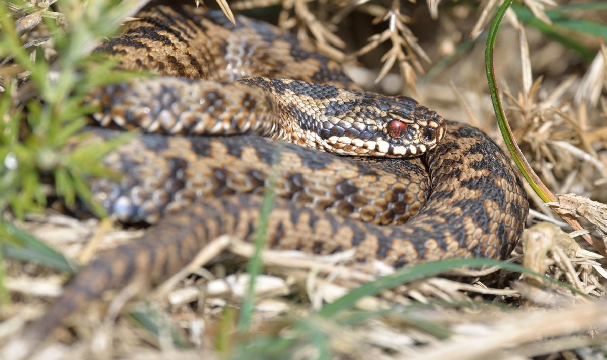 Леопардовый полоз
