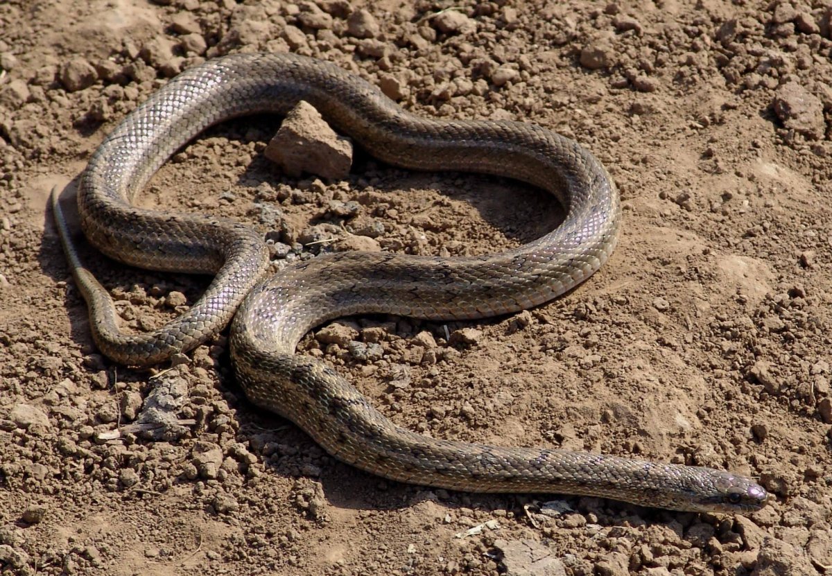 Ядовитые змеи Ставропольского края полоз