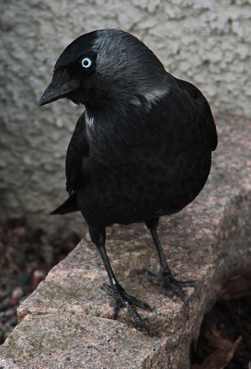 Галка (Corvus monedula)