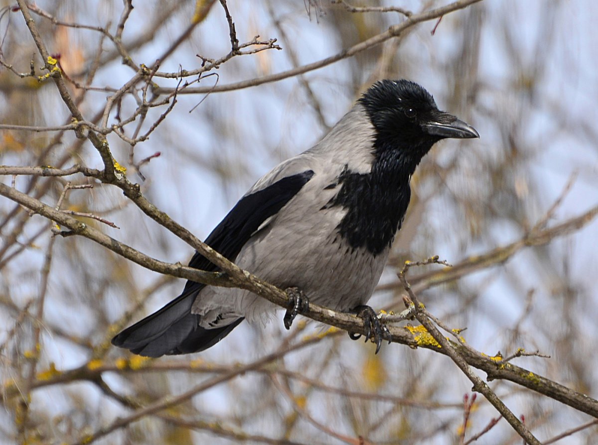 Серая ворона птица