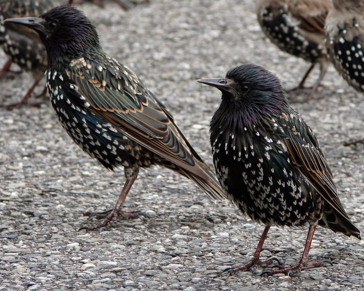Серая птица в горошек