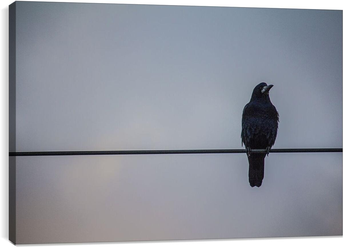 Грачи на проводах