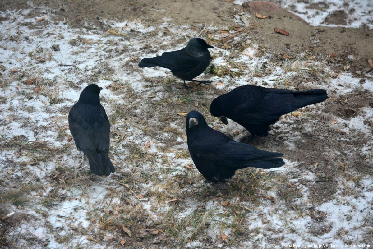 Галдят Грачи