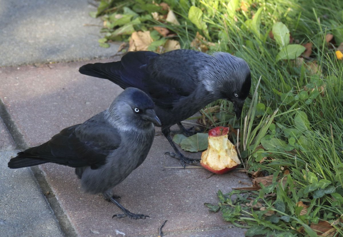 Вороны крикливые городские птицы