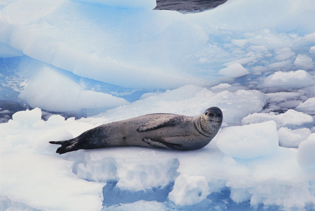 Тюлень в тундре. Тюлени Антарктиды. Морской Лев в Антарктиде. Северный тюлень. Тюлень на севере.