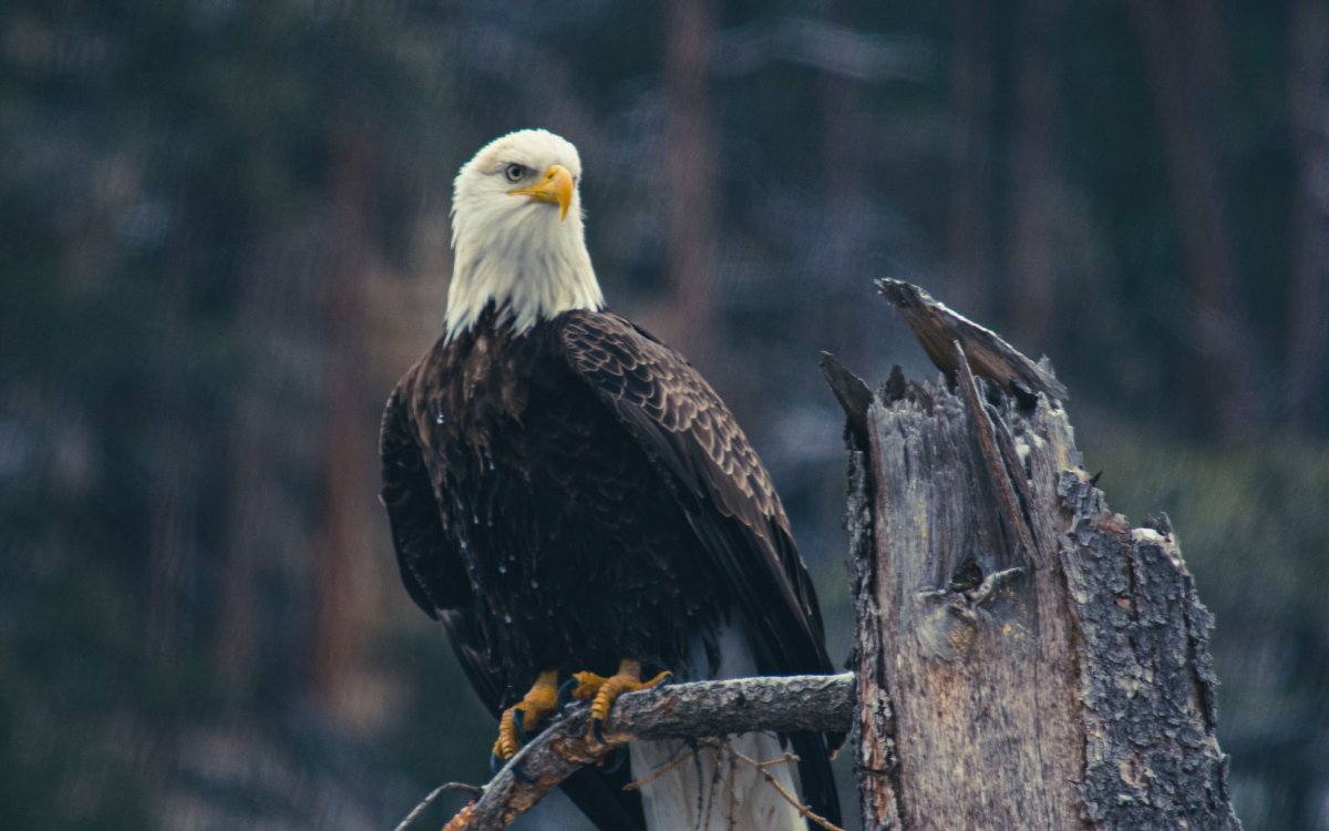 Обои на рабочий стол Орел
