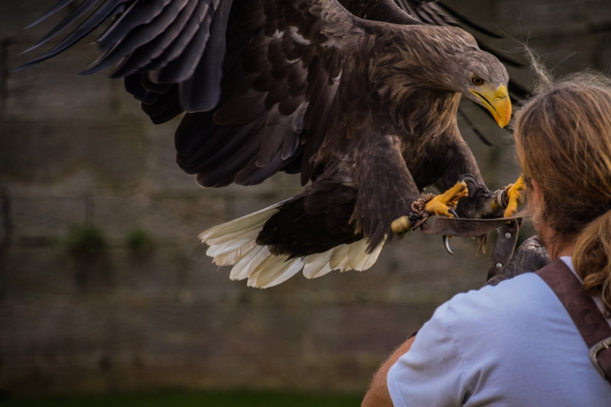 Белоголовый Орлан и человек