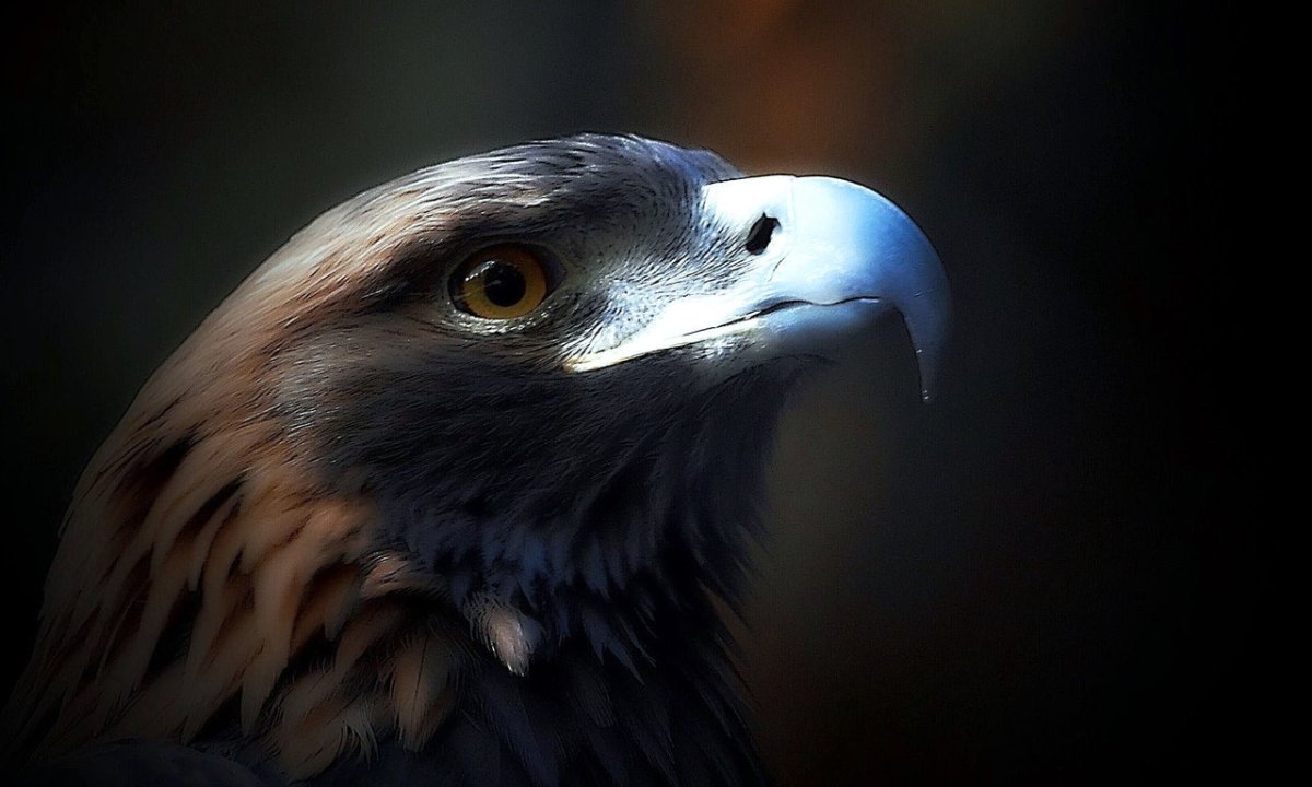 Обои на рабочий стол Орел