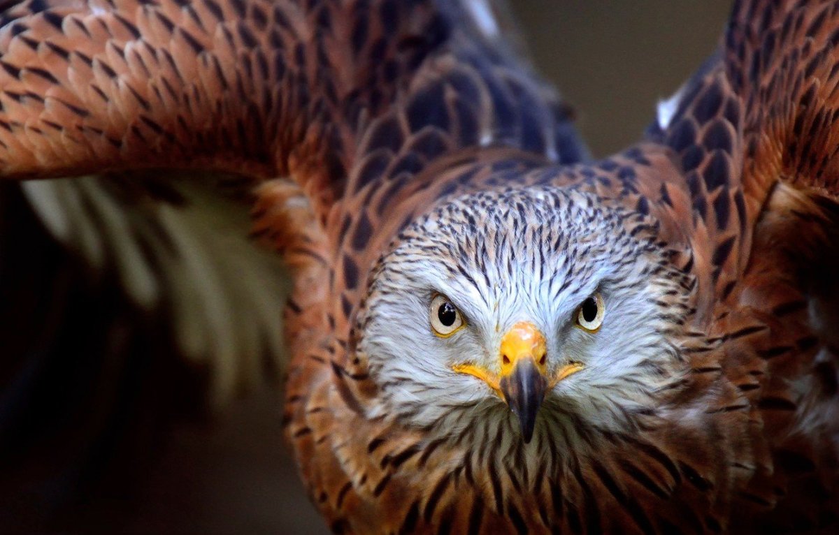 Хищные птицы Германии