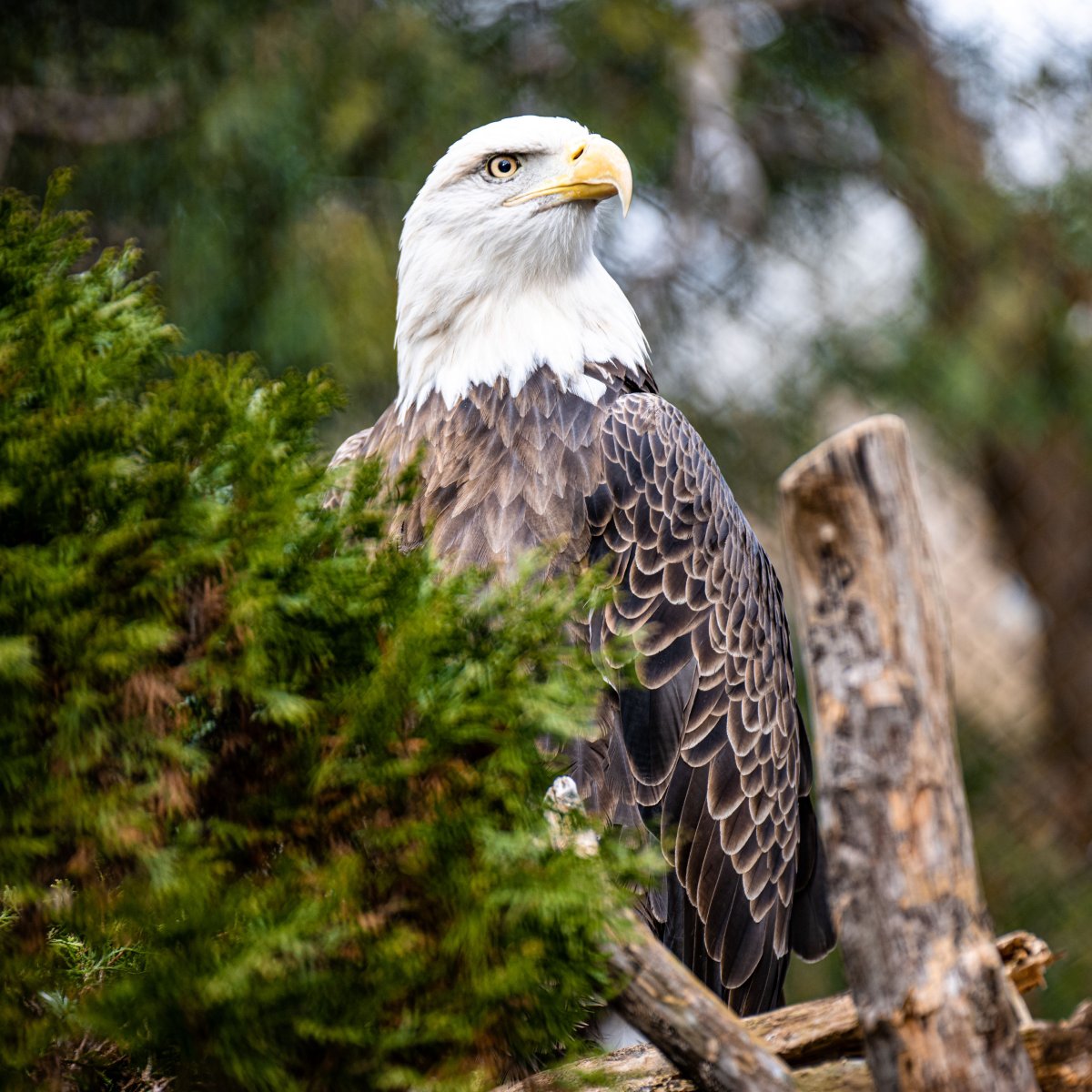 Картинки на рабочий стол природа птицы
