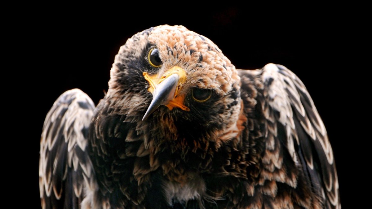 Необычные Хищные птицы