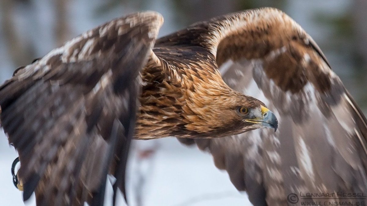 Орел Беркут