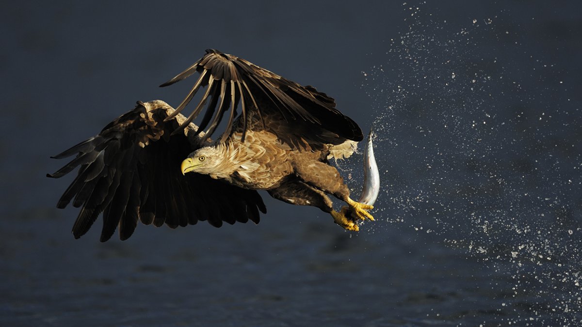 Орлан-белохвост на охоте