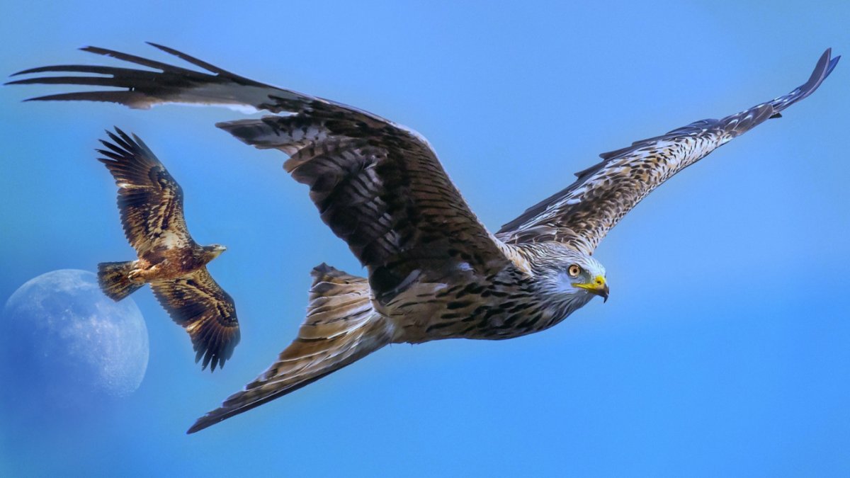 Орел в полете