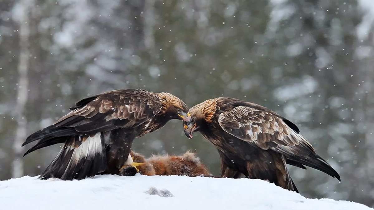 Беркут зимой