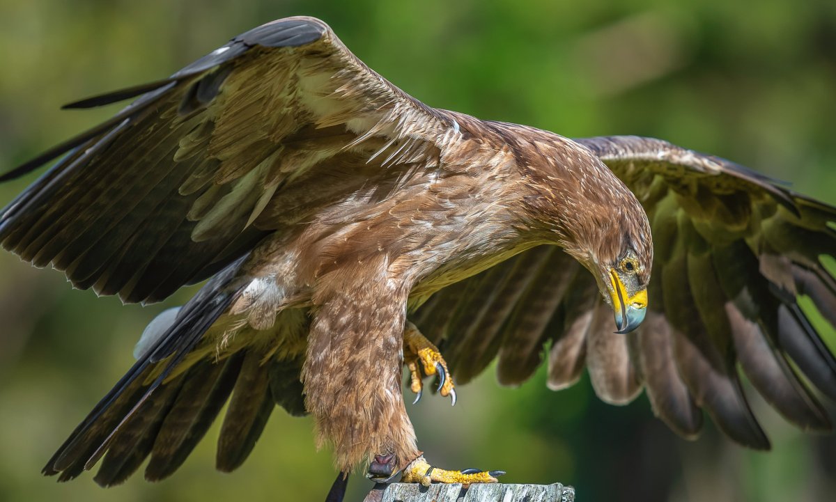 Хищные птицы Степной Орел