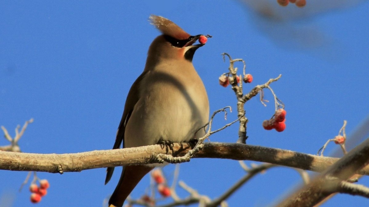 Круглая птица с хохолком
