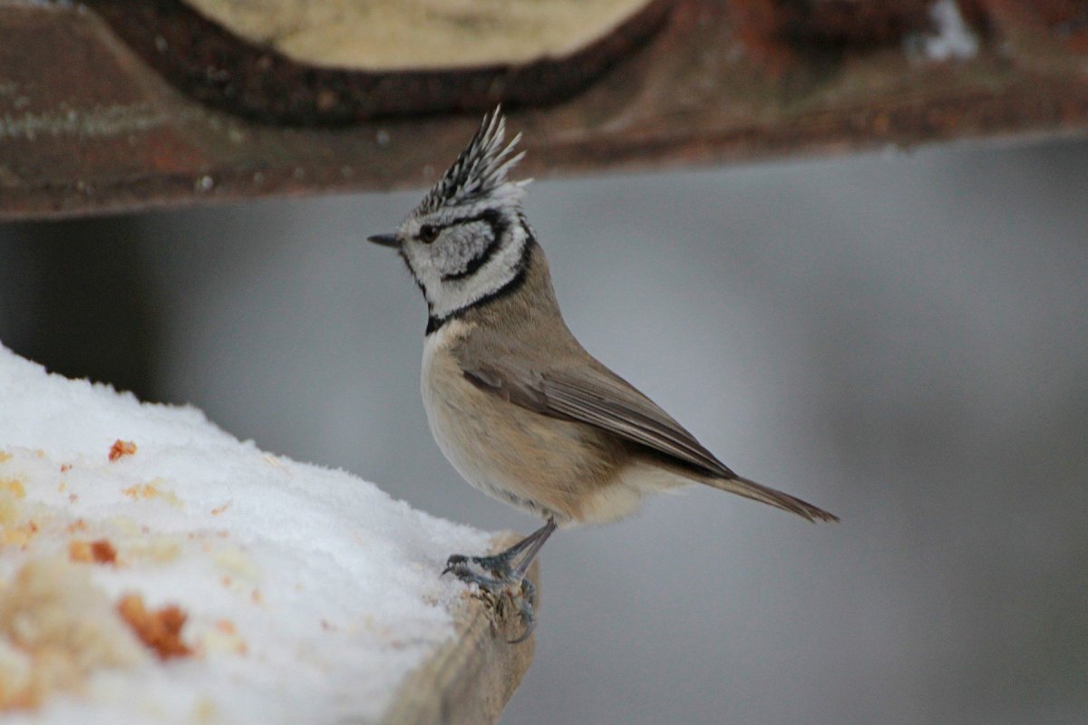 Хохлатая синица