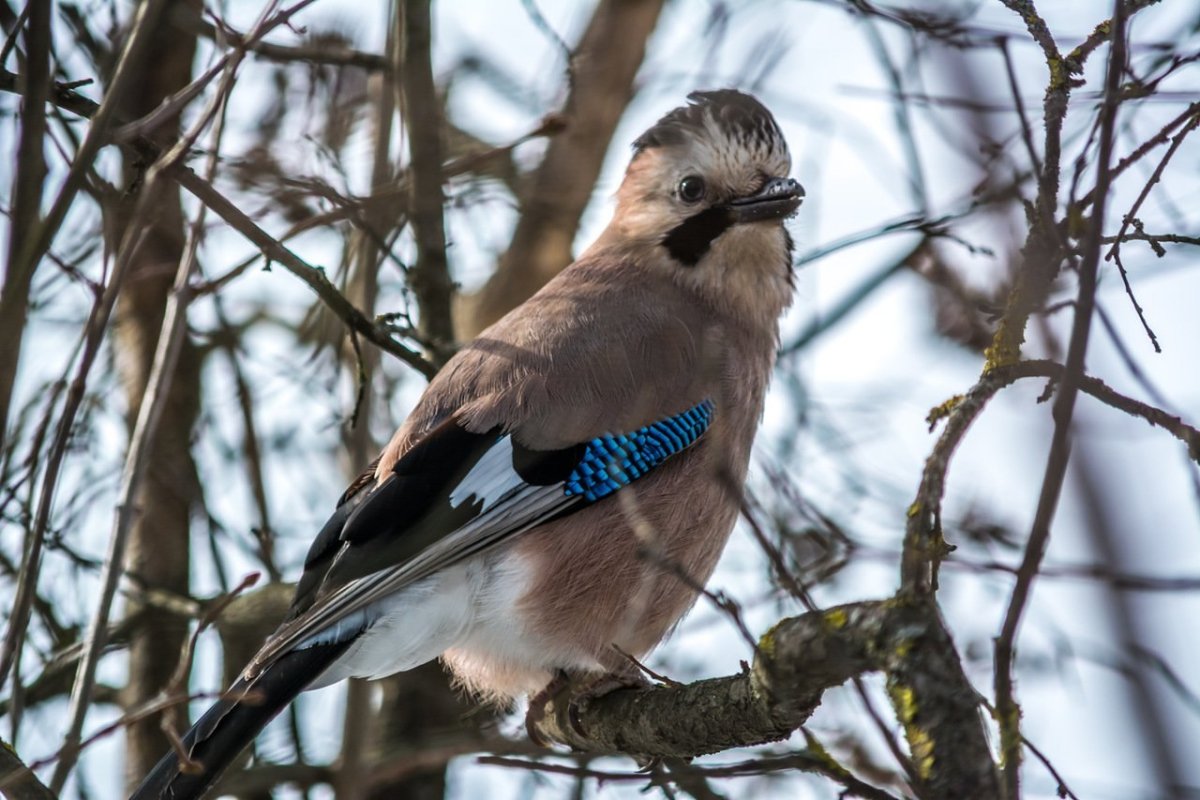 Сойка Сочинская