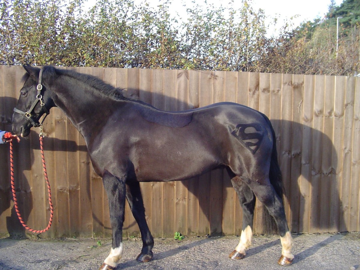 Фигурная стрижка лошадей