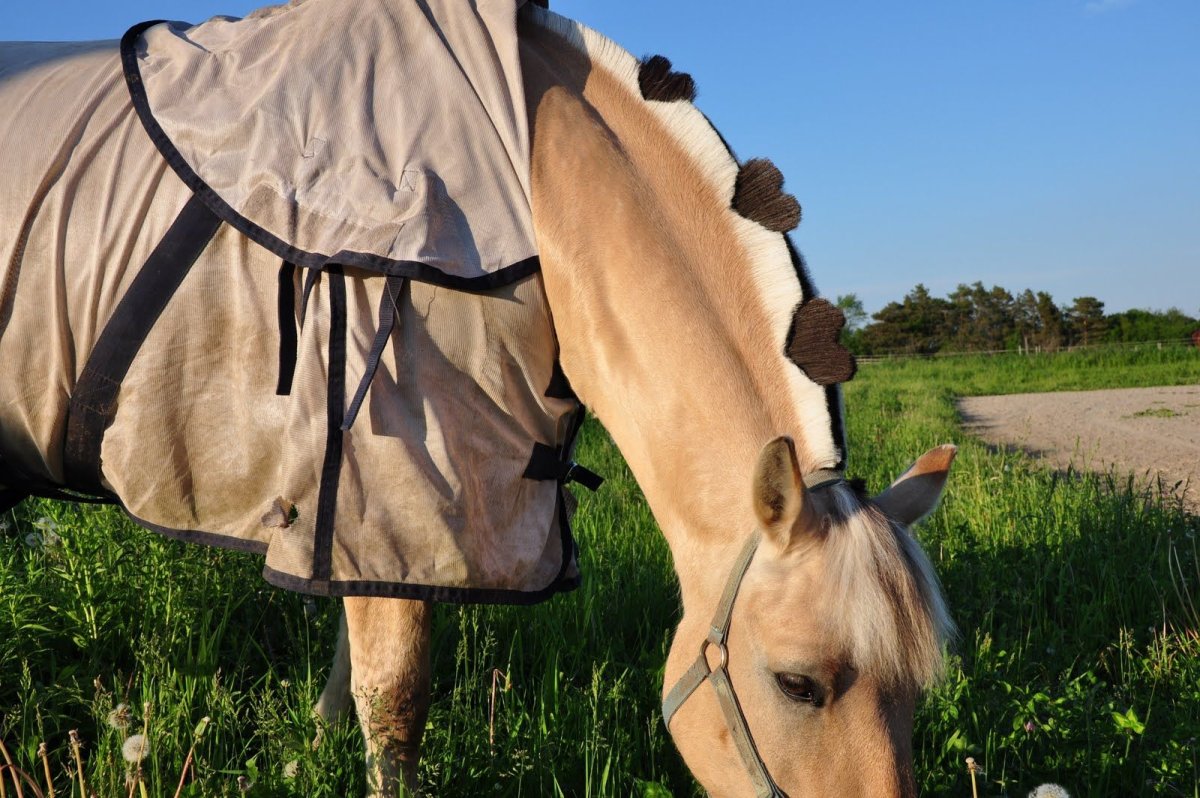 Лошади породы Фьорд грива