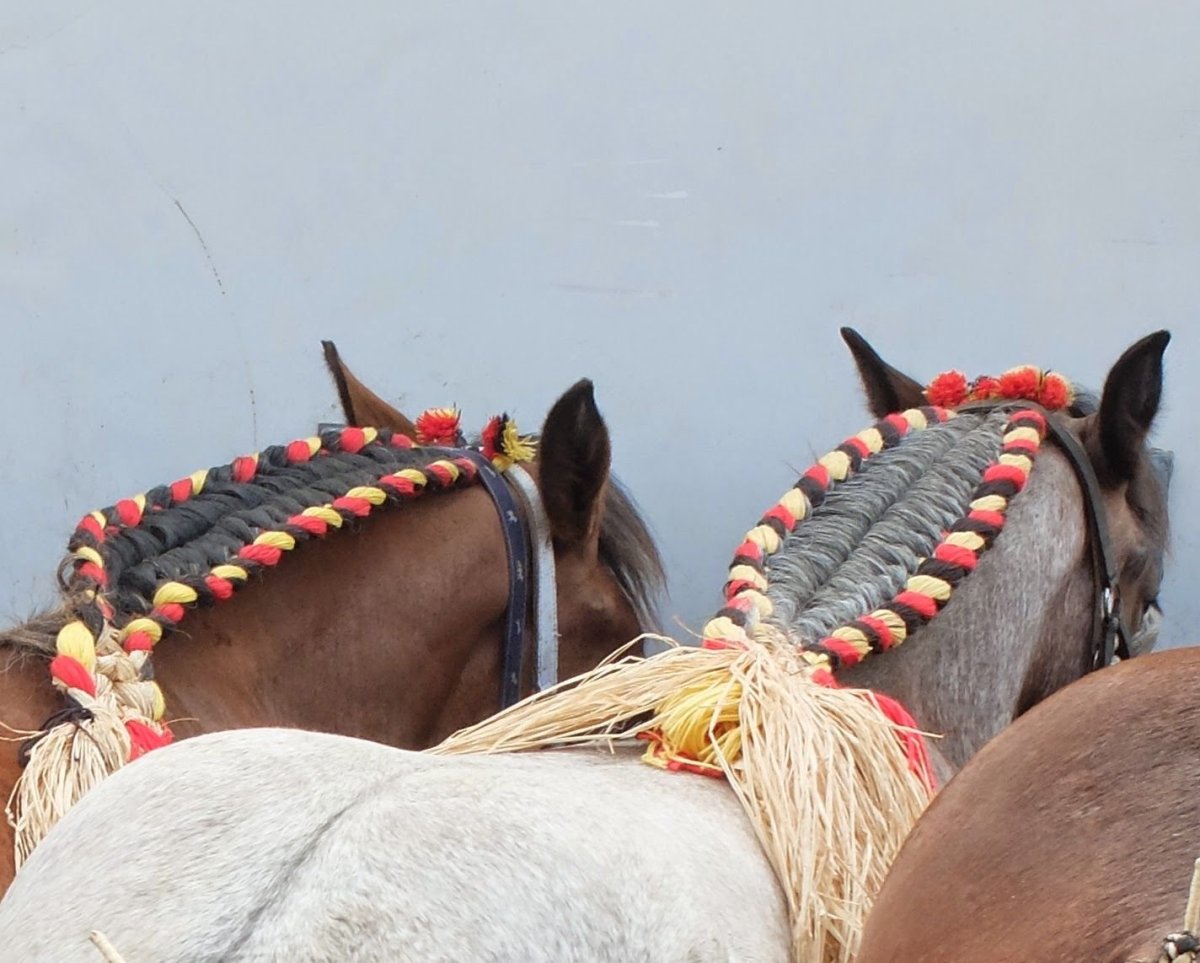 Лошадь с косичками