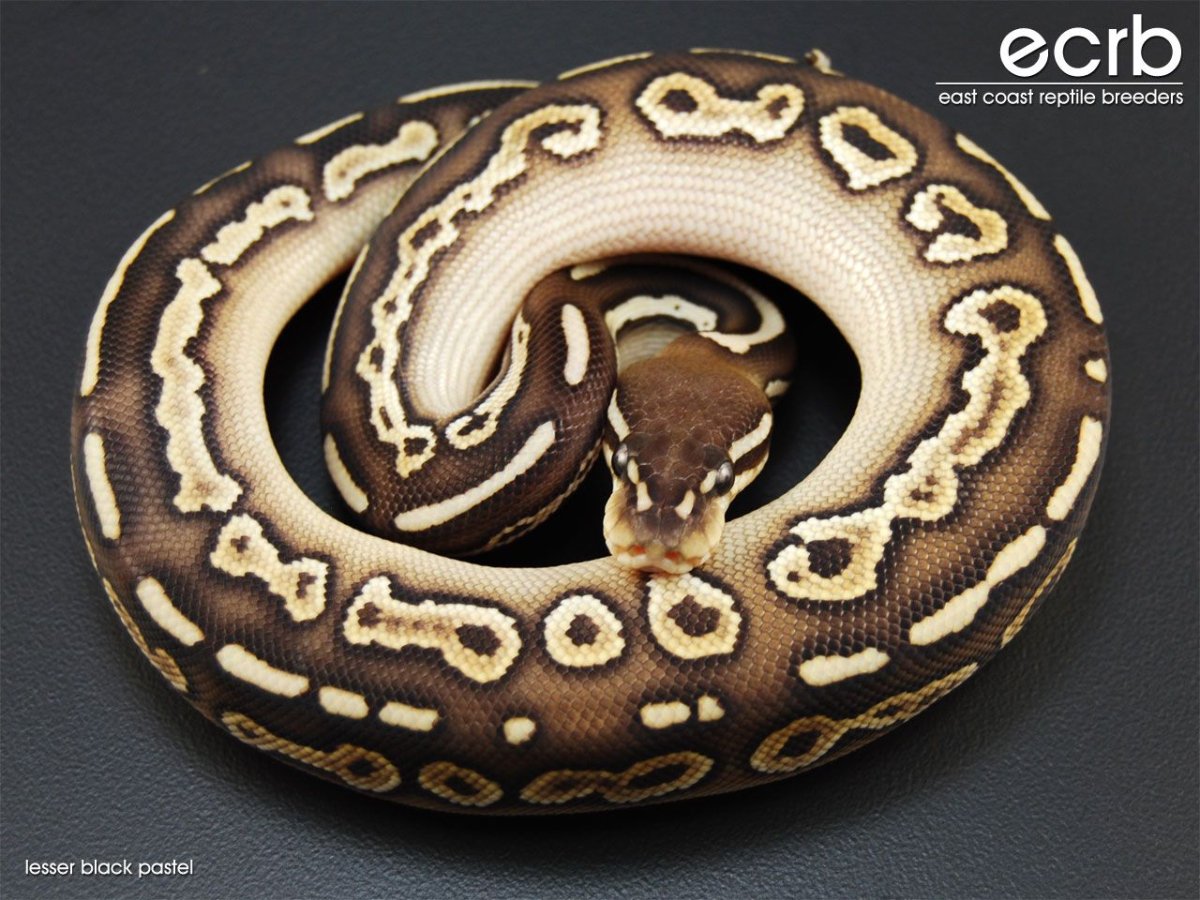 Королевский питон Лессер платинум