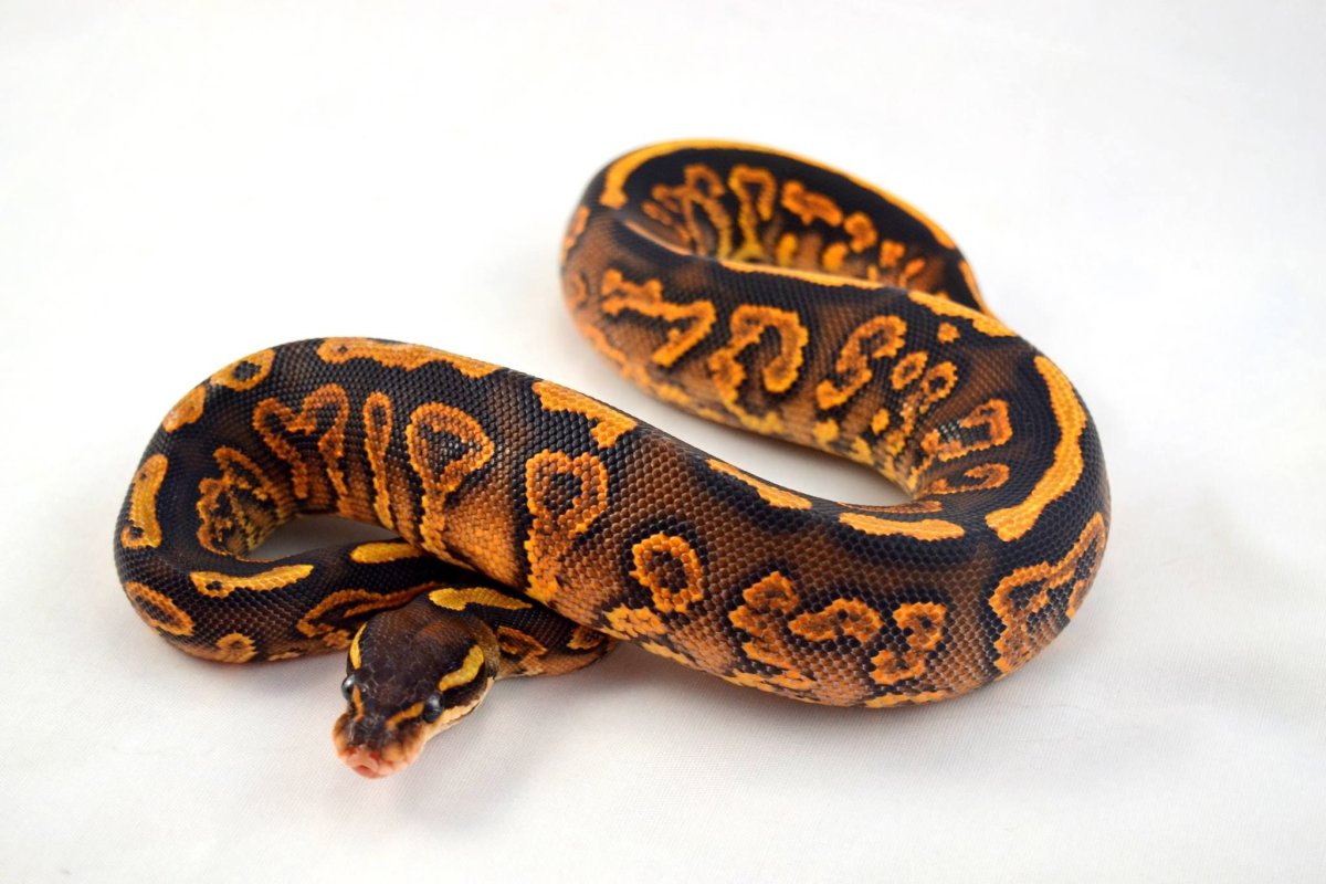 Королевский питон Pastel