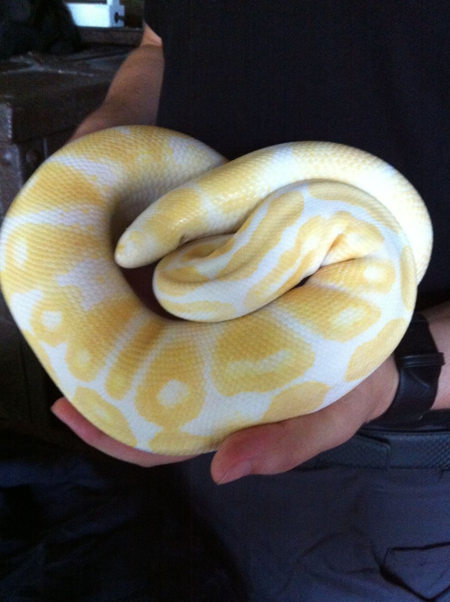 Королевский питон Albino