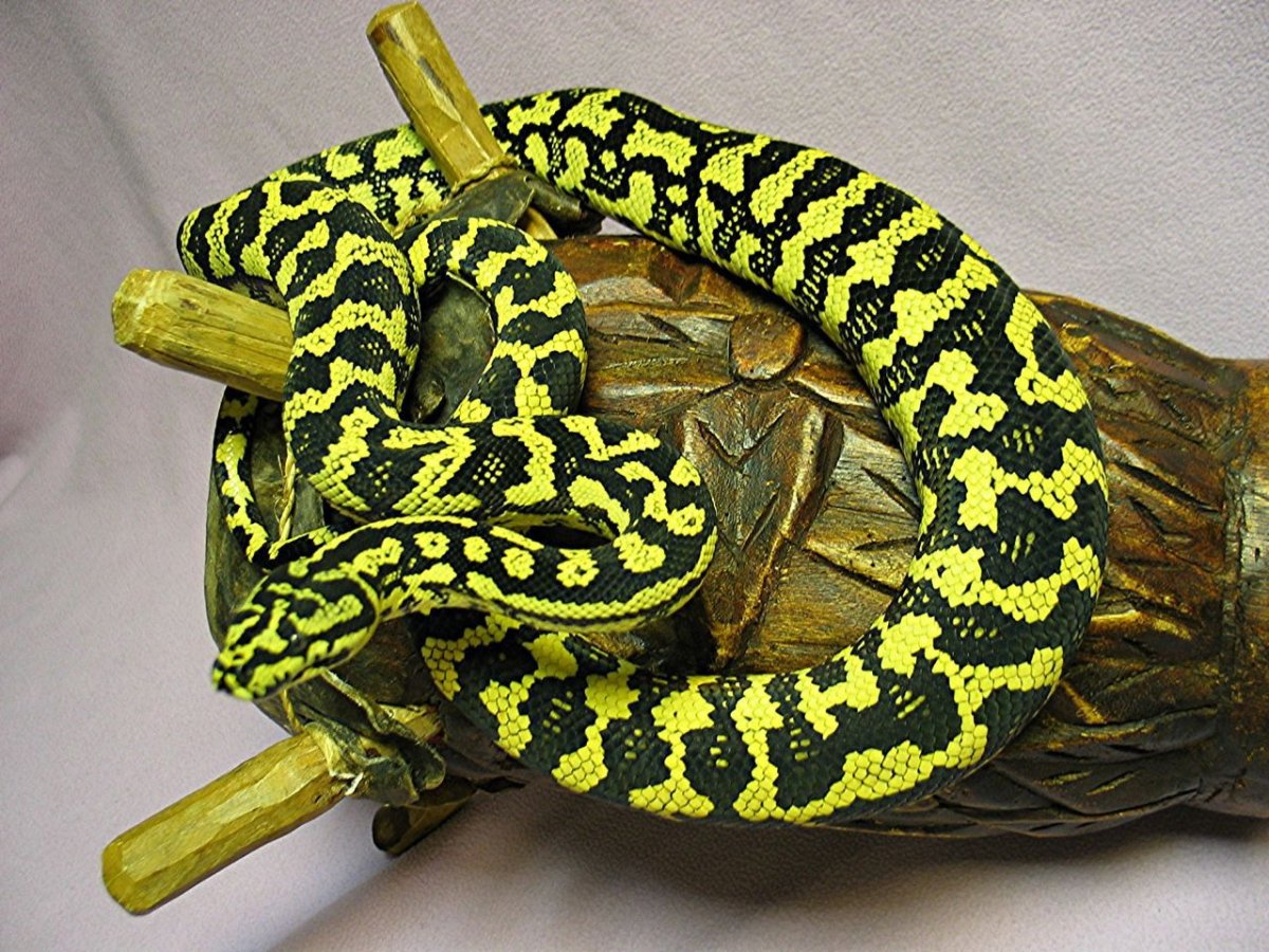 Carpet Python