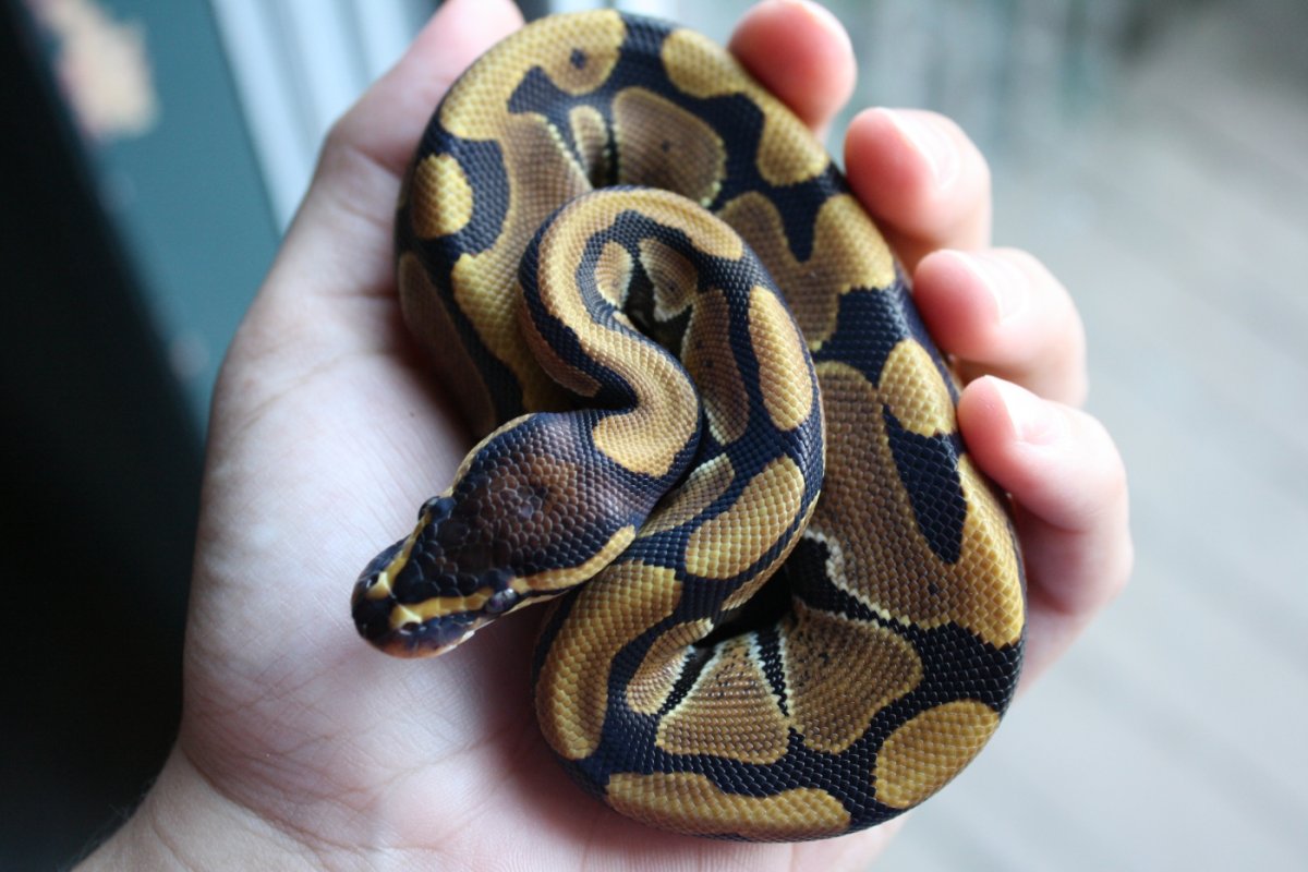 Королевский питон зеленый