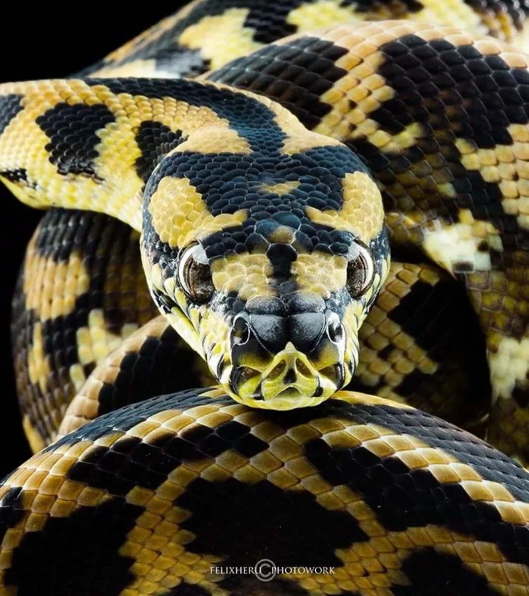 Красивые окраски змей