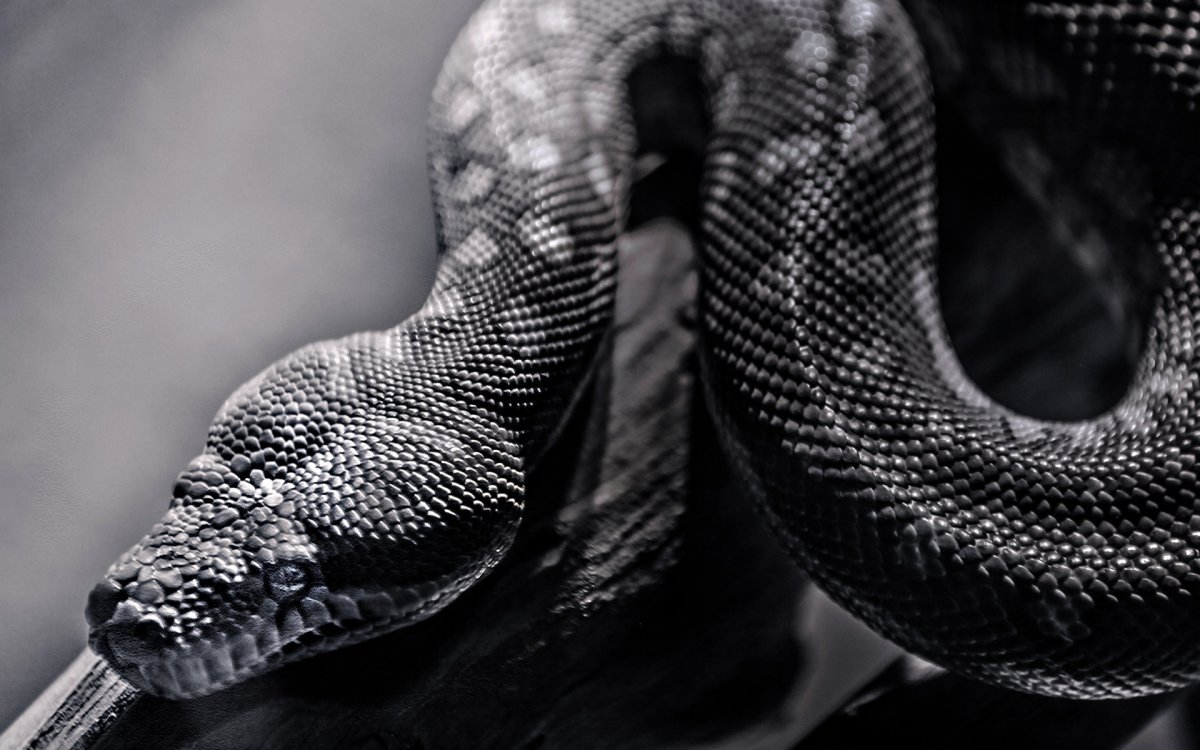 Королевский питон черный