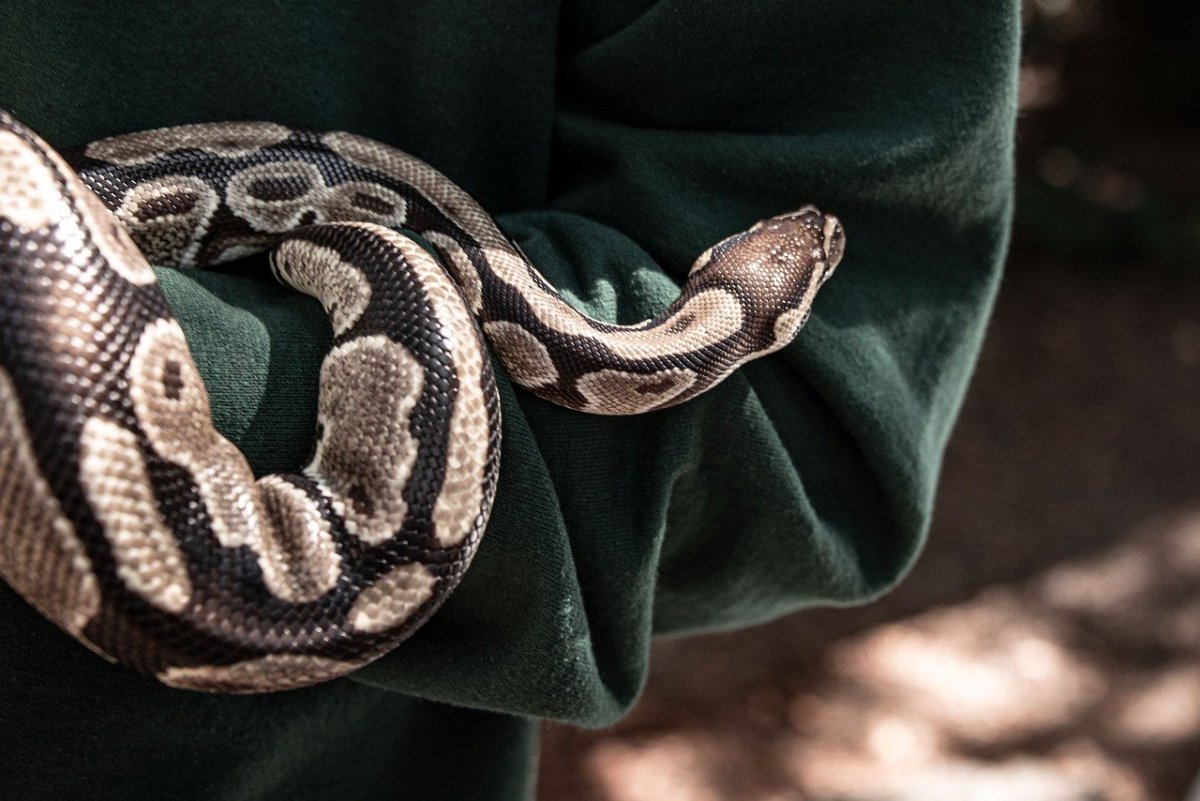 Питон Нагайна