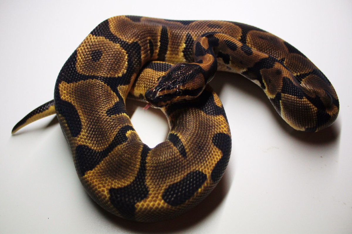 Королевский питон голубой